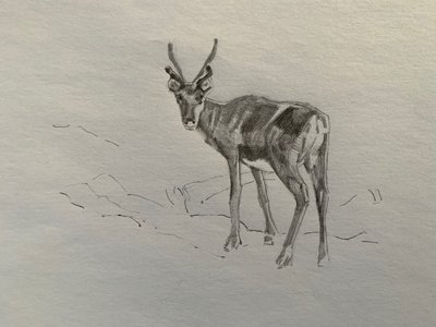 Reindeer, 2019 作者 芭芭拉·霍格维根（Barbara Hoogeweegen）
