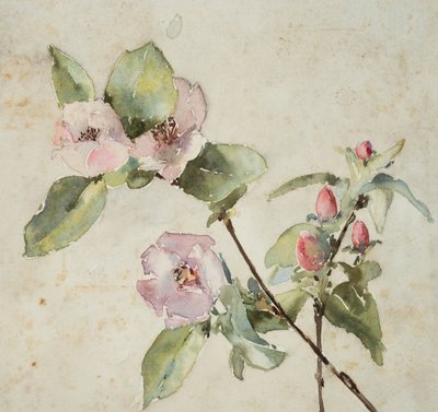 粉红色花朵的树枝（纸上水彩） 作者 芭芭拉·利·史密斯·博迪雄