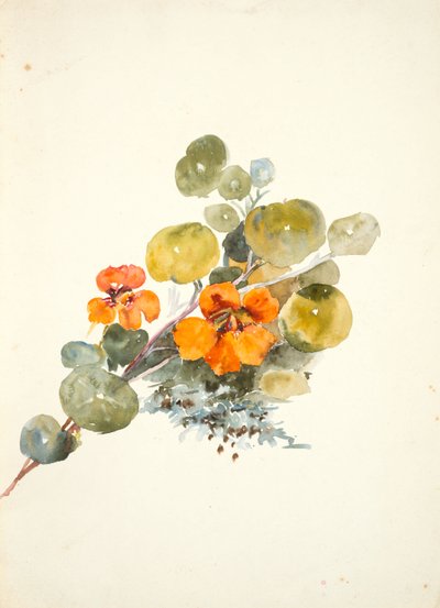 旱金莲（编织纸水彩） 作者 芭芭拉·利·史密斯·博迪雄