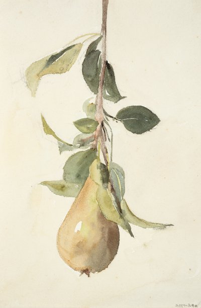 梨（编织纸上水彩和石墨） 作者 芭芭拉·利·史密斯·博迪雄