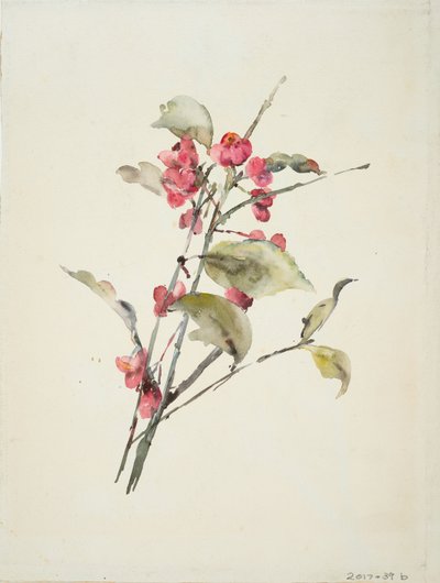 粉红色的花朵（纸上水彩） 作者 芭芭拉·利·史密斯·博迪雄