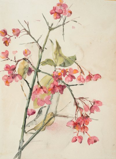 粉红色的花（纸上水彩画） 作者 芭芭拉·利·史密斯·博迪雄