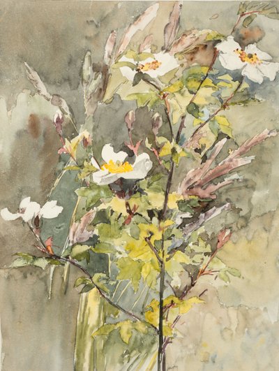 野花（水彩和石墨，水粉纸） 作者 芭芭拉·利·史密斯·博迪雄