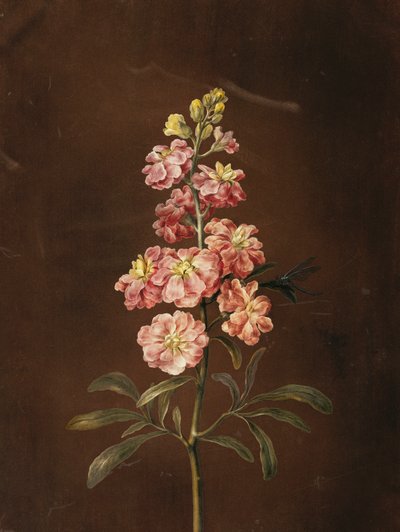 一只粉红色的蜻蜓股票， 作者 芭芭拉·里贾纳·迪茨施