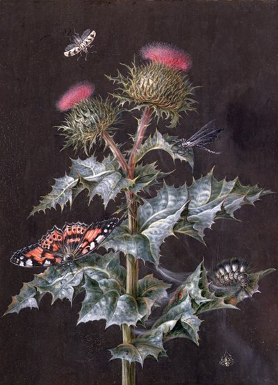 研究带有昆虫的蓟（水粉）（另见51756） 作者 芭芭拉·里贾纳·迪茨施