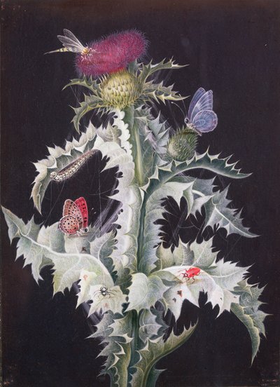 一种带有昆虫的蓟的研究（另见59250） 作者 芭芭拉·里贾纳·迪茨施
