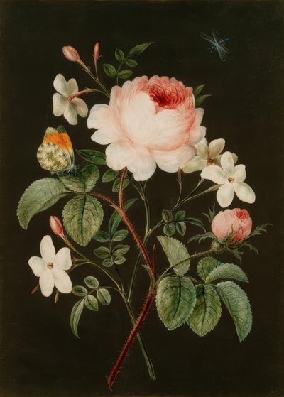 玫瑰和茉莉花的安排 作者 芭芭拉·里贾纳·迪茨施