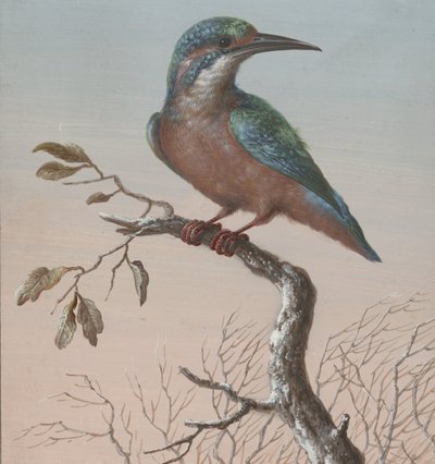 翠鸟
四幅鸟类水粉画（系列名称） 作者 芭芭拉·里贾纳·迪茨施