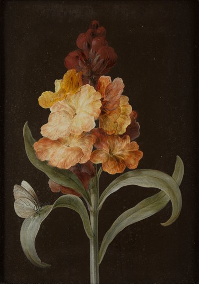 四幅静物蝴蝶画（水粉画在纸上铺在面板上） 作者 芭芭拉·里贾纳·迪茨施