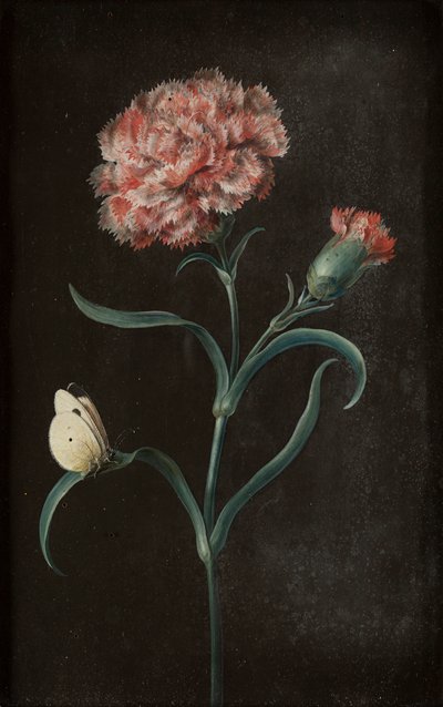 四幅静物蝴蝶画（水粉画在纸上铺在面板上） 作者 芭芭拉·里贾纳·迪茨施