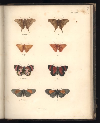 Lepidoptera，Pl.XXXVII，来自&39;动物学和比较解剖学的比较纲要，第II部分&39;的插图，由Al。 Humboldt和Bonplant，巴黎，1821年（彩色雕刻） 作者 Baron Friedrich Alexander von Humboldt