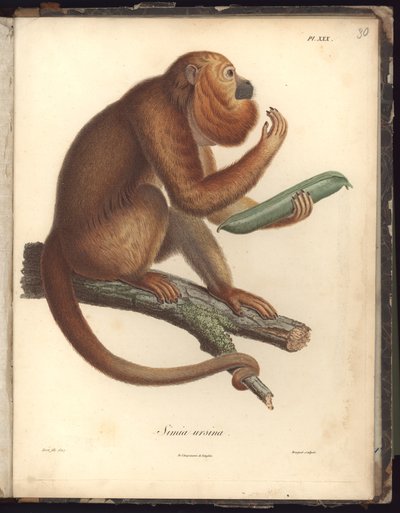 Simia ursina，Pl.XXX，来自大西洋，新大陆和南海的动物学和比较解剖学观察汇编的插图 作者 Baron Friedrich Alexander von Humboldt
