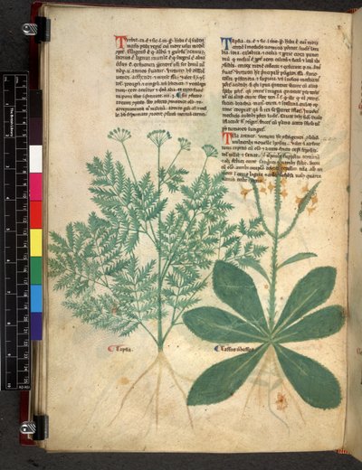 Egerton 747 f.101v 《草药论》，c.1280-1310（牛皮纸上的墨水和颜色） 作者 Bartholomaei Mini de Senis