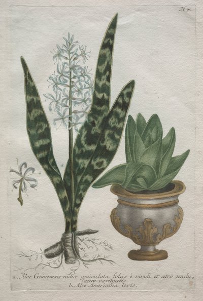 芦荟 作者 约翰·雅各布·海德（Johann Jakob Haid）