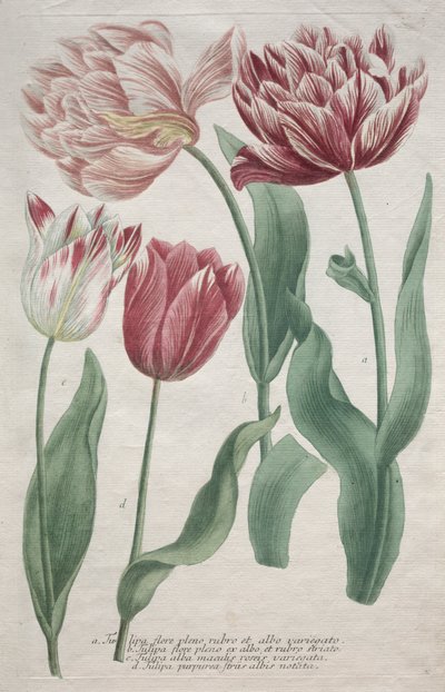 郁金香 作者 约翰·雅各布·海德（Johann Jakob Haid）