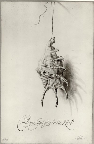 荷兰语：贝壳 "Cleijne Geel ghepleckte Krab "挂在绳子上的研究 相册中的贝壳 作者 Bartholomeus Assteyn