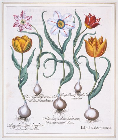 Tulipa Lutea Lituris Aureis, 破碎的黄色sylvestris型郁金香，1613。 作者 巴兹尔·贝斯勒