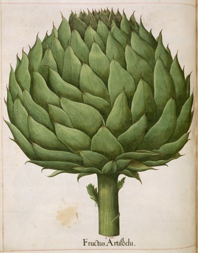 朝鲜蓟，选自 "Hortus Eystettensis 作者 Basilius Besler