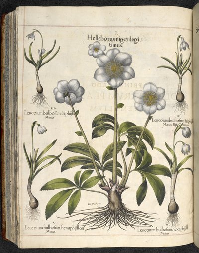 Helleborus niger，《Hortus Eystettensis, sive diligens et accurata omn》插图，约 1613 年（彩色版画） 作者 罗勒贝斯勒
