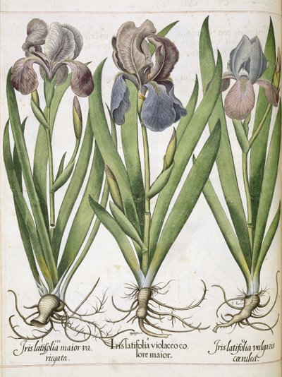 鸢尾花，选自 "Hortus Eystettensis 作者 罗勒贝斯勒