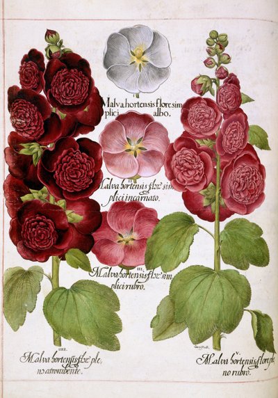 Malva Hortensis，选自 "Hortus Eystettensis"（埃斯特特斯园艺）。 作者 罗勒贝斯勒
