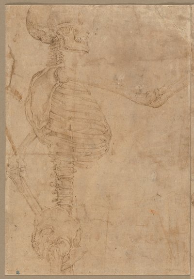 1540年代初期，轮廓中的半身骨架。 作者 巴蒂斯塔·佛朗哥（Battista Franco）