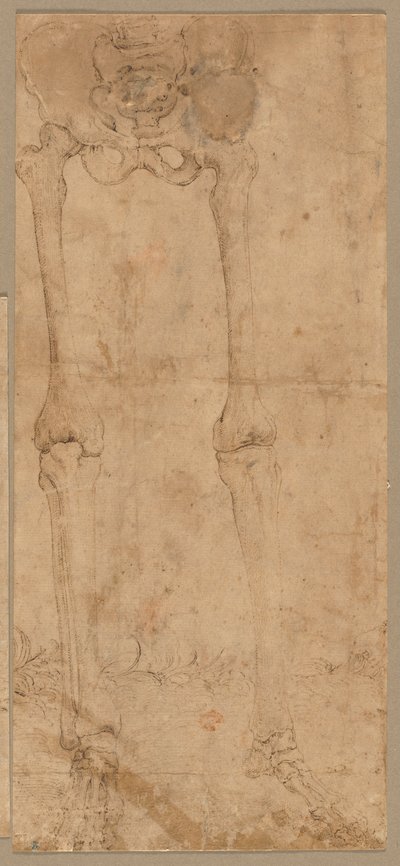 1540年代初期，从正面下半部骨骼。 作者 巴蒂斯塔·佛朗哥（Battista Franco）