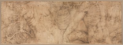 1540年代初期，带肋骨的躯干。 作者 巴蒂斯塔·佛朗哥（Battista Franco）