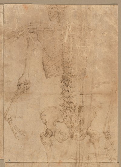 1540年代初期，从背面看骷髅的上半身。 作者 巴蒂斯塔·佛朗哥（Battista Franco）