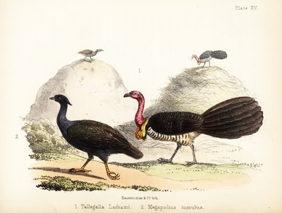 Gweela 和橙脚灌木鸟。1855（石版画） 作者 建设者法官