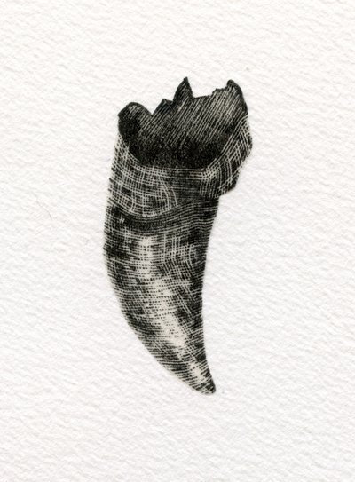 Feline Tooth，2014，（纸上雕刻） 作者 贝拉·拉尔森（Bella Larsson）
