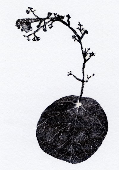 地衣叶，2014（木刻、拼贴纸） 作者 贝拉·拉尔森（Bella Larsson）