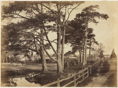苏格兰霍克斯苏格兰威士忌（Scotch Firs），1853年。 作者 本杰明·布雷克内尔·特纳