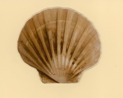 为题为《海贝壳》的小册子提供插图（彩色平版印刷）。 作者 本杰明·西格蒙德