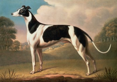 灰狗，1800油画布 作者 Benjamin Killingbeck
