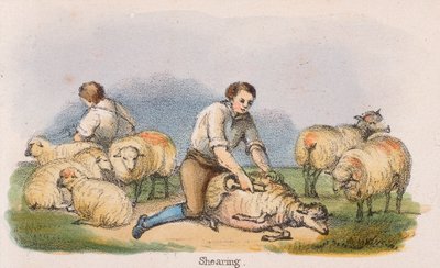剪羊毛"，约1845年 作者 罗伯特·肯特·托马斯