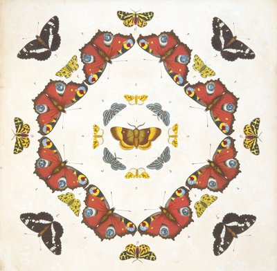 来自板1的细节，来自蝴蝶和飞蛾的罕见描述，酒吧。 1764年（手工彩色雕刻） 作者 本杰明·威尔克斯