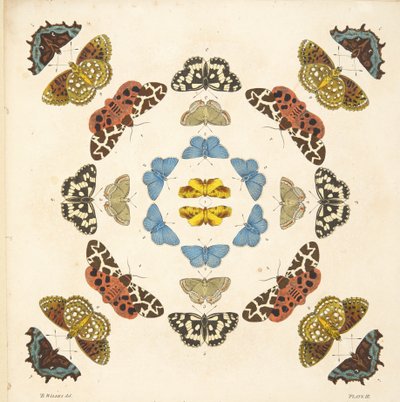 来自板III的细节，来自蝴蝶和飞蛾的罕见描述，酒吧。 1764年（手工彩色雕刻） 作者 本杰明·威尔克斯
