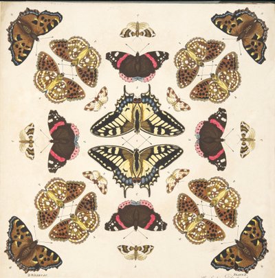 来自板II的细节，来自蝴蝶和飞蛾的罕见描述，酒吧。 1764年（手工彩色雕刻） 作者 本杰明·威尔克斯