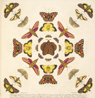 图 IX 中的细节，来自酒吧的 A Rare Depiction of Butterflies and Moths。 1764（手工彩色雕刻） 作者 本杰明·威尔克斯