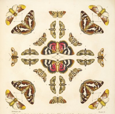 来自板VI的细节，来自蝴蝶和飞蛾的罕见描述，酒吧。 1764年（手工彩色雕刻） 作者 本杰明·威尔克斯