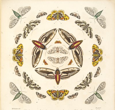 来自板V的细节，来自蝴蝶和飞蛾的罕见描述，酒吧。 1764年（手工彩色雕刻） 作者 本杰明·威尔克斯