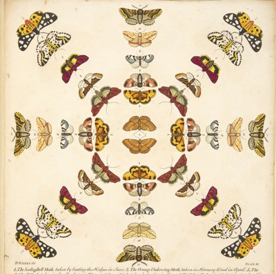 图 XI 中的细节，来自酒吧的罕见的蝴蝶和飞蛾描述。 1764（手工彩色雕刻） 作者 本杰明·威尔克斯