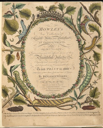 正面，来自蝴蝶和飞蛾的罕见描述，酒吧。 1764年（手工彩色雕刻） 作者 本杰明·威尔克斯