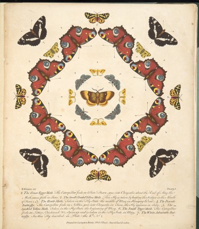 板块1，来自蝴蝶和飞蛾的罕见描述，酒吧。 1764年（手工彩色雕刻） 作者 本杰明·威尔克斯