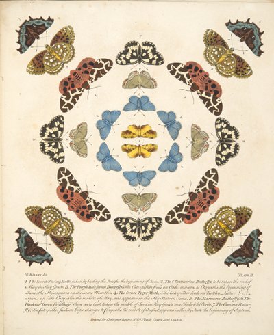 第三板，来自蝴蝶和飞蛾的罕见描述，酒吧。 1764年（手工彩色雕刻） 作者 本杰明·威尔克斯