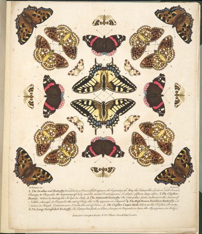 第二板，来自蝴蝶和飞蛾的罕见描述，酒吧。 1764年（手工彩色雕刻） 作者 本杰明·威尔克斯