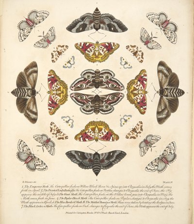板块IV，来自蝴蝶和飞蛾的罕见描述，酒吧。 1764年（手工彩色雕刻） 作者 本杰明·威尔克斯