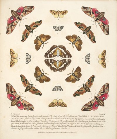 第八板，来自蝴蝶和飞蛾的罕见描述，酒吧。 1764年（手工彩色雕刻） 作者 本杰明·威尔克斯