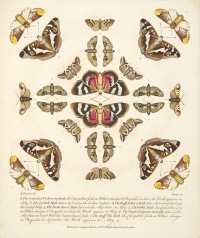 板块VI，来自蝴蝶和飞蛾的罕见描述，酒吧。 1764年（手工彩色雕刻） 作者 本杰明·威尔克斯
